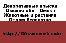 Декоративные крыски - Омская обл., Омск г. Животные и растения » Отдам бесплатно   